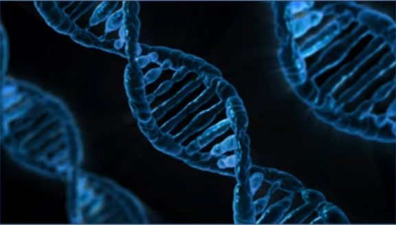 DNA for Beginners — Genetic Genealogy