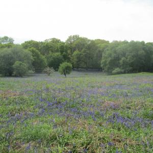 bluebells at Captains Wood, Sudbourne
