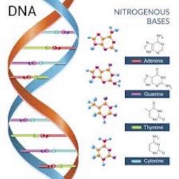210419 DNA nitrogenous bases logo